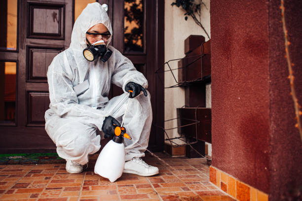 Attic and Crawl Space Rodent Treatment in Dogtown