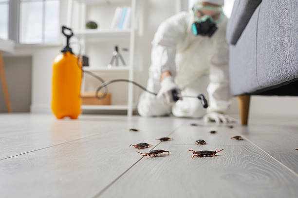 Commercial Rodent Management in Dogtown